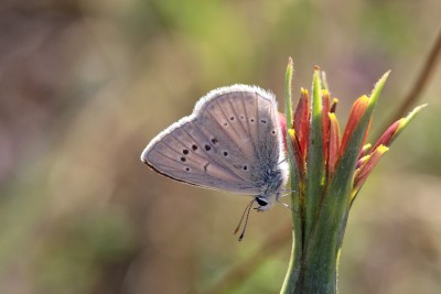 Catalonian (Forster's) Furry Blue unds 3.JPG