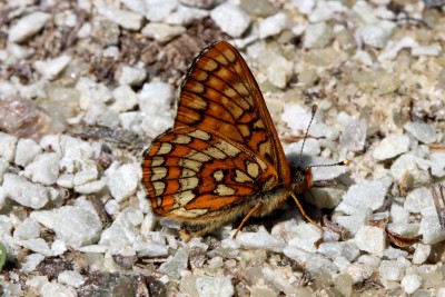 Asian Fritillary unds.JPG