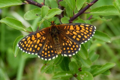 Nickerl's Fritillary 7.JPG