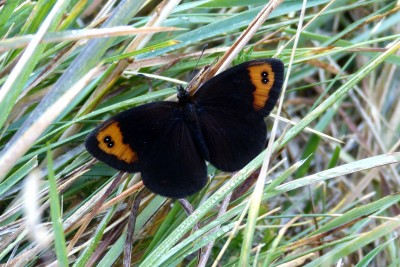 Zapater's Ringlet 9.JPG