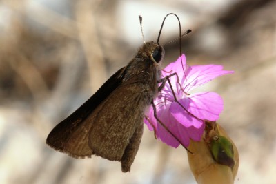 Pygmy Skipper 2 (2).jpg