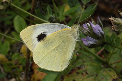 Canary Island's Large White unds.jpg