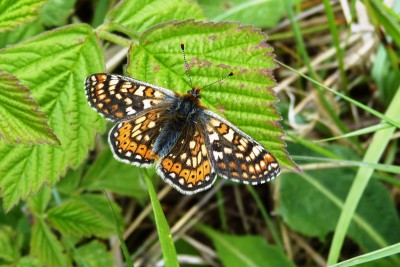 Marsh Fritillary ab 2-2.JPG