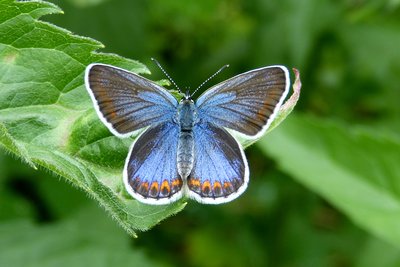 Reverdin's Blue female 2.JPG