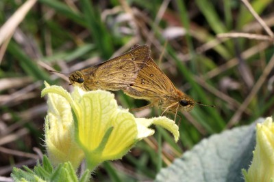 Zeller's Skipper pair.JPG