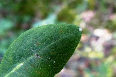 White Admiral ovum 2.JPG