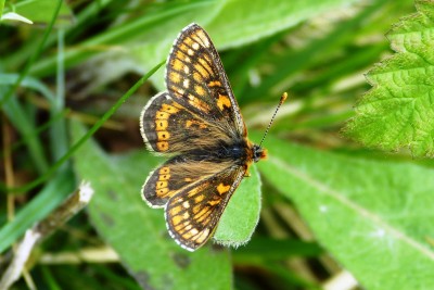 Marsh Fritillary ab 1-2.JPG