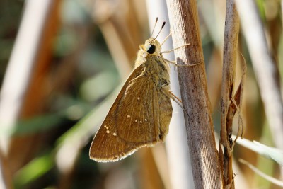 Millet Skipper2.JPG