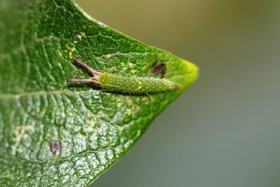 Purple Emperor larva 2i 200818.JPG