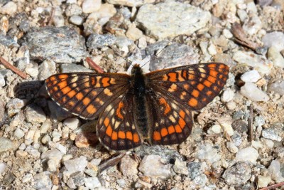 Asian Fritillary 6.JPG