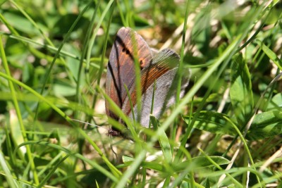 False Dewy Ringlet 4.JPG