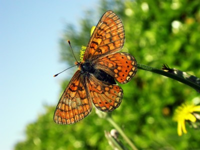 marsh fritillary ssp provincialis.jpg