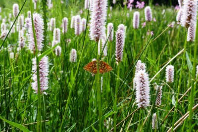 Bog Fritillary in habitat 2.JPG