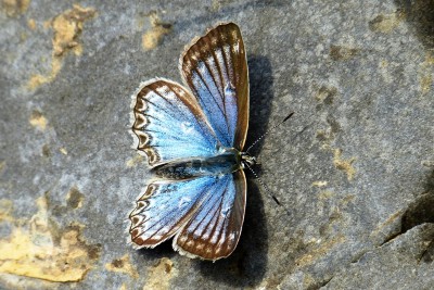 Meleager's Blue female 2.jpg