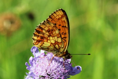 Lesser Marbled Fritillary.JPG