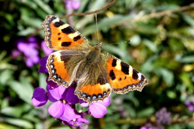 Small Tortoiseshell 2 230320.JPG