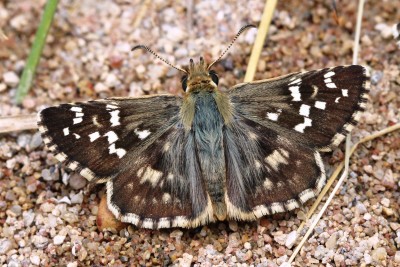 Cinquefoil Skipper.JPG