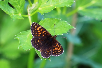 False Heath Fritillary (4).JPG