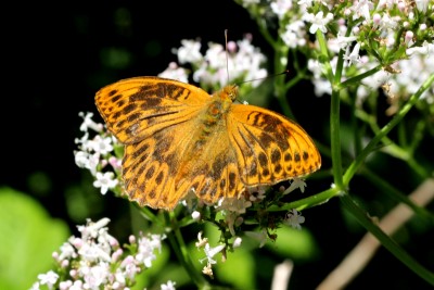 Silver-washed fritillary ab 2.JPG