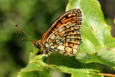 Twin-spot Fritillary unds.JPG