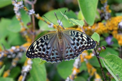 Silver-washed Fritillary f.valesina.JPG