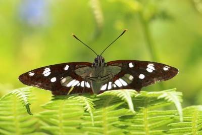 Southern White Admiral unds.JPG