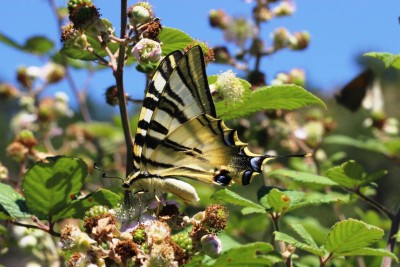 Iberian Scarce Swallowtail 2.JPG