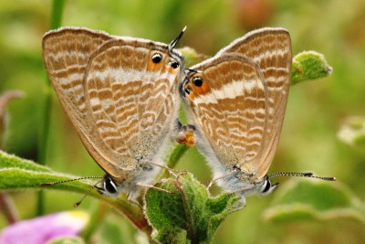 long-tailed blue pair 2.jpg