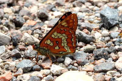 Scarce Fritillary unds.JPG