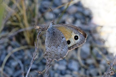 Oriental Meadow Brown 5.JPG