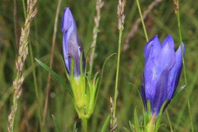 Gentians with DLB eggs.JPG