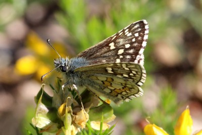 Yellow-banded Skipper (2).JPG