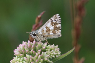 Oberthur's Grizzled Skipper unds.JPG