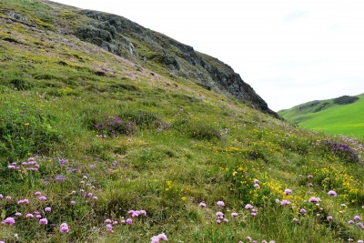 NBA habitat St.Abbs 3.JPG