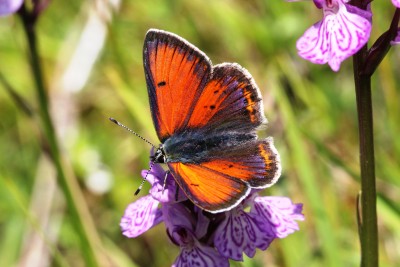 Purple-edged Copper.JPG