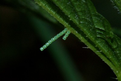 map butterfly eggs.jpg