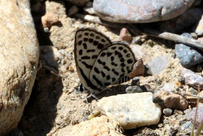 Common Tiger Blue unds.JPG