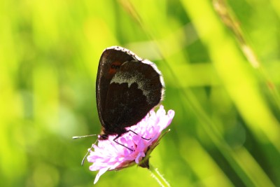 Large ringlet female unds 2.JPG