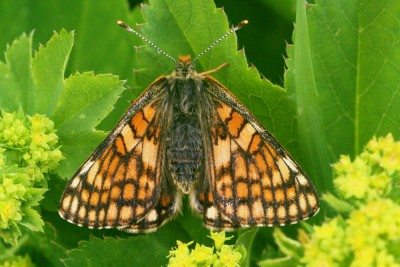 Cynthia's Fritillary female (2).JPG