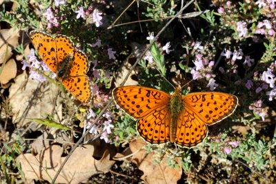 Twin-spot and Spotted Fritillaries.JPG