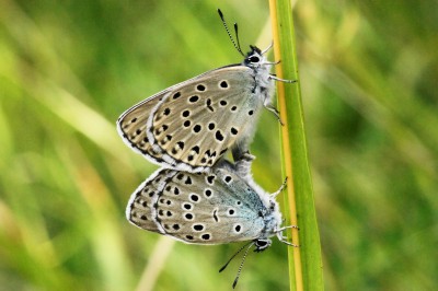 Large Blue mating pair 3.JPG