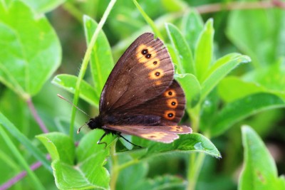 Woodland Ringlet.JPG