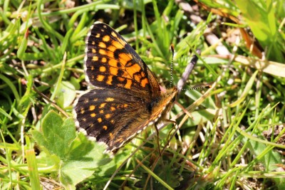 False Heath Fritillary 2.JPG