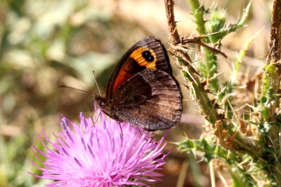 Zapater's Ringlet unds.JPG