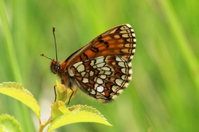 Nickerl's Fritillary unds.JPG