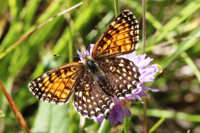 False Heath Fritillary var 2.JPG