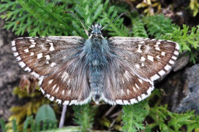 Safflower Skipper (3).JPG