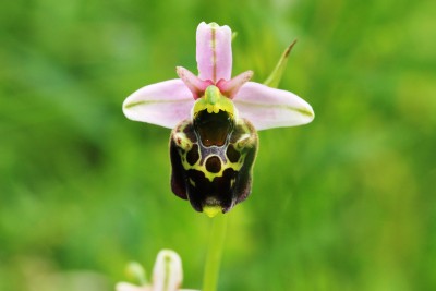 qwoodcock orchid3.JPG