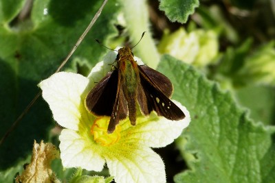 Zeller's Skipper 2.JPG