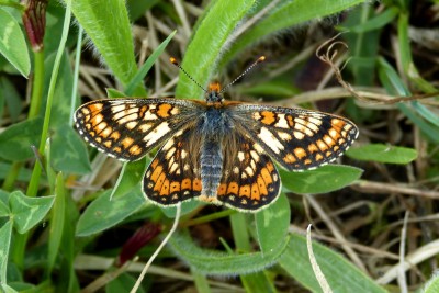 Marsh Fritillary ab 3.JPG